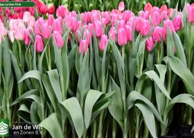 Tulipa Jumbo Pink ® (2)